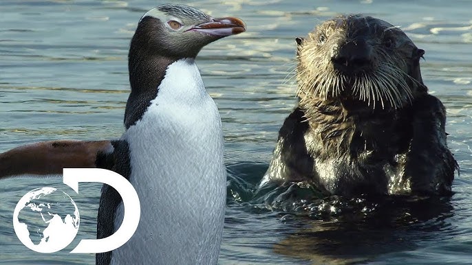Penguin and Sea Otter Encounter