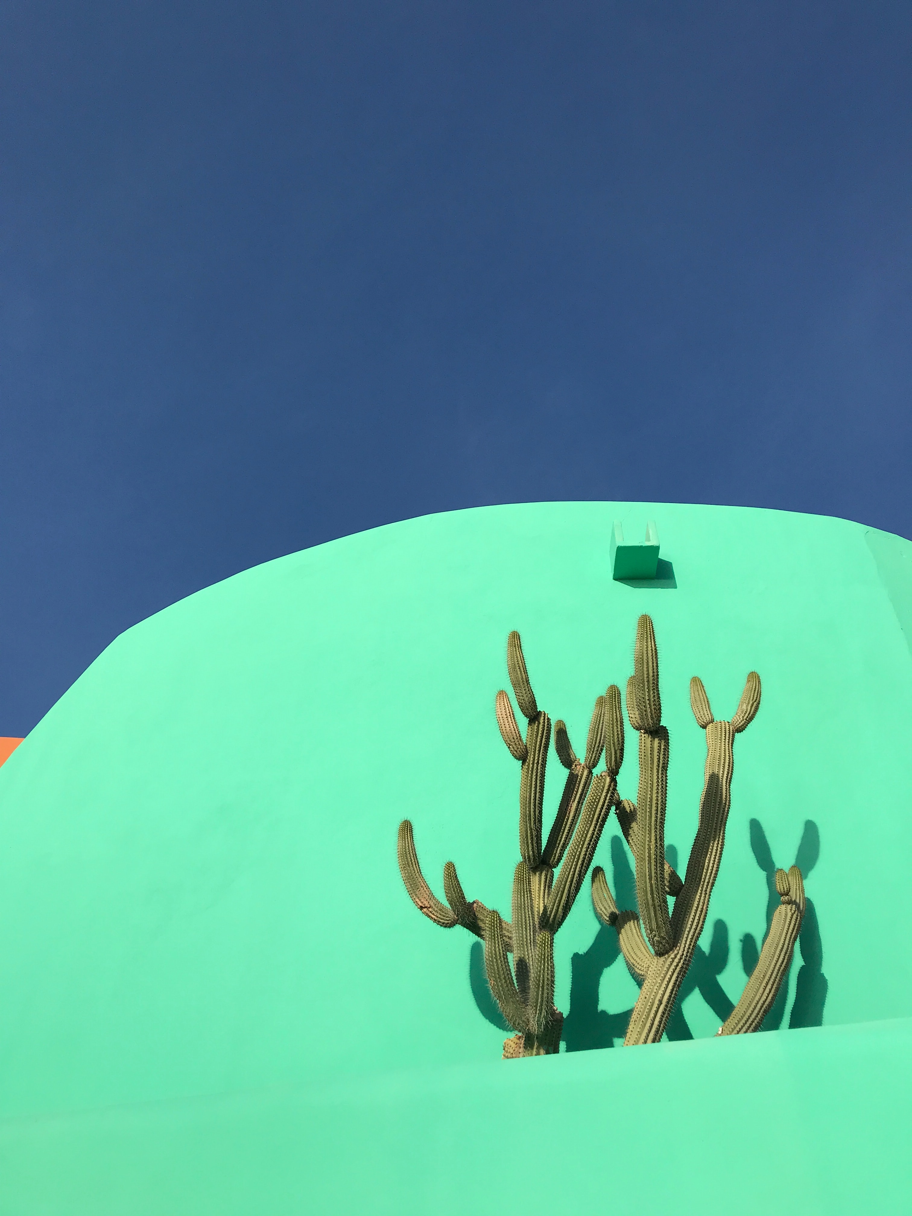 Turquoise Wall with Cactus